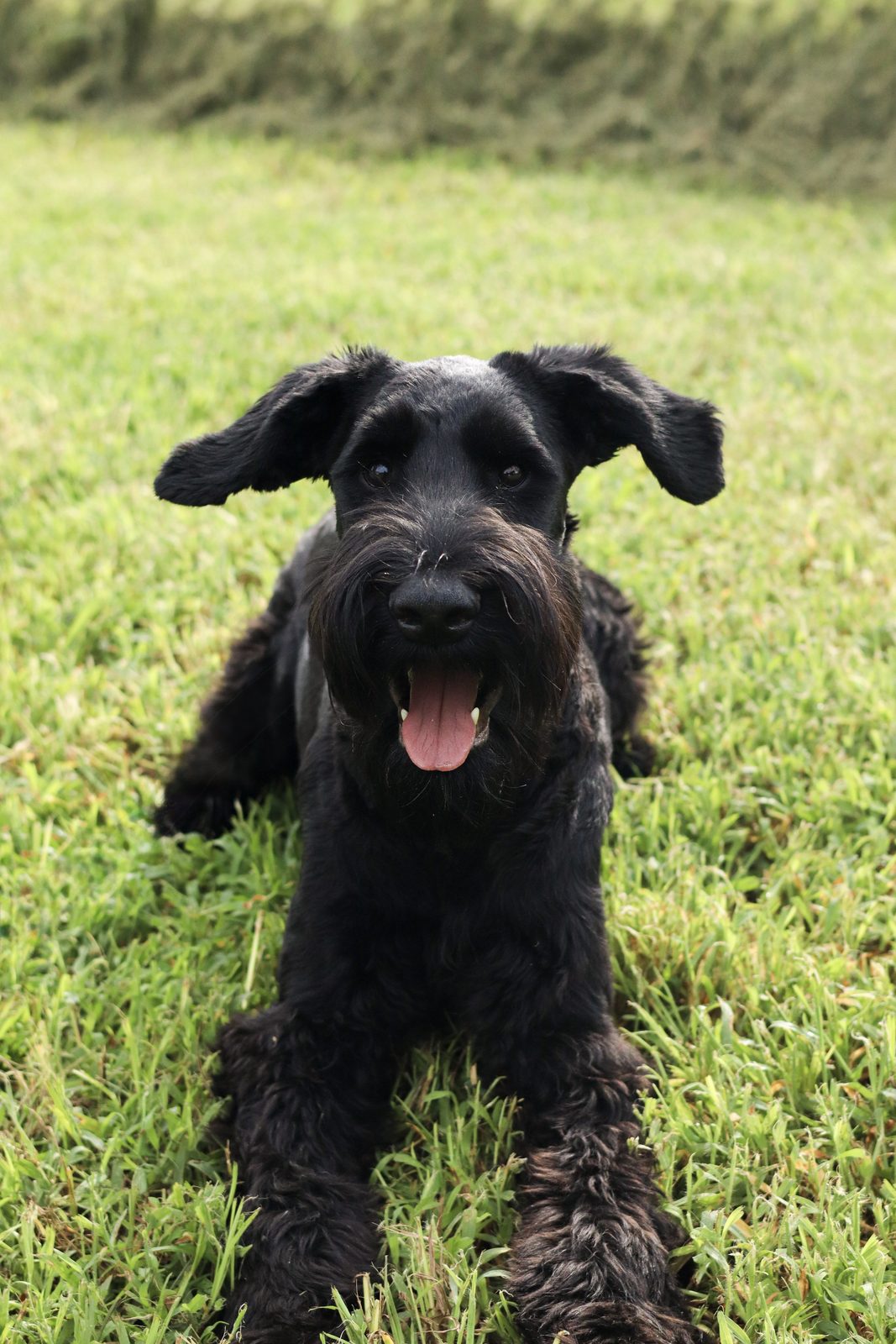 Shaggy black puppy lying on bright green grass