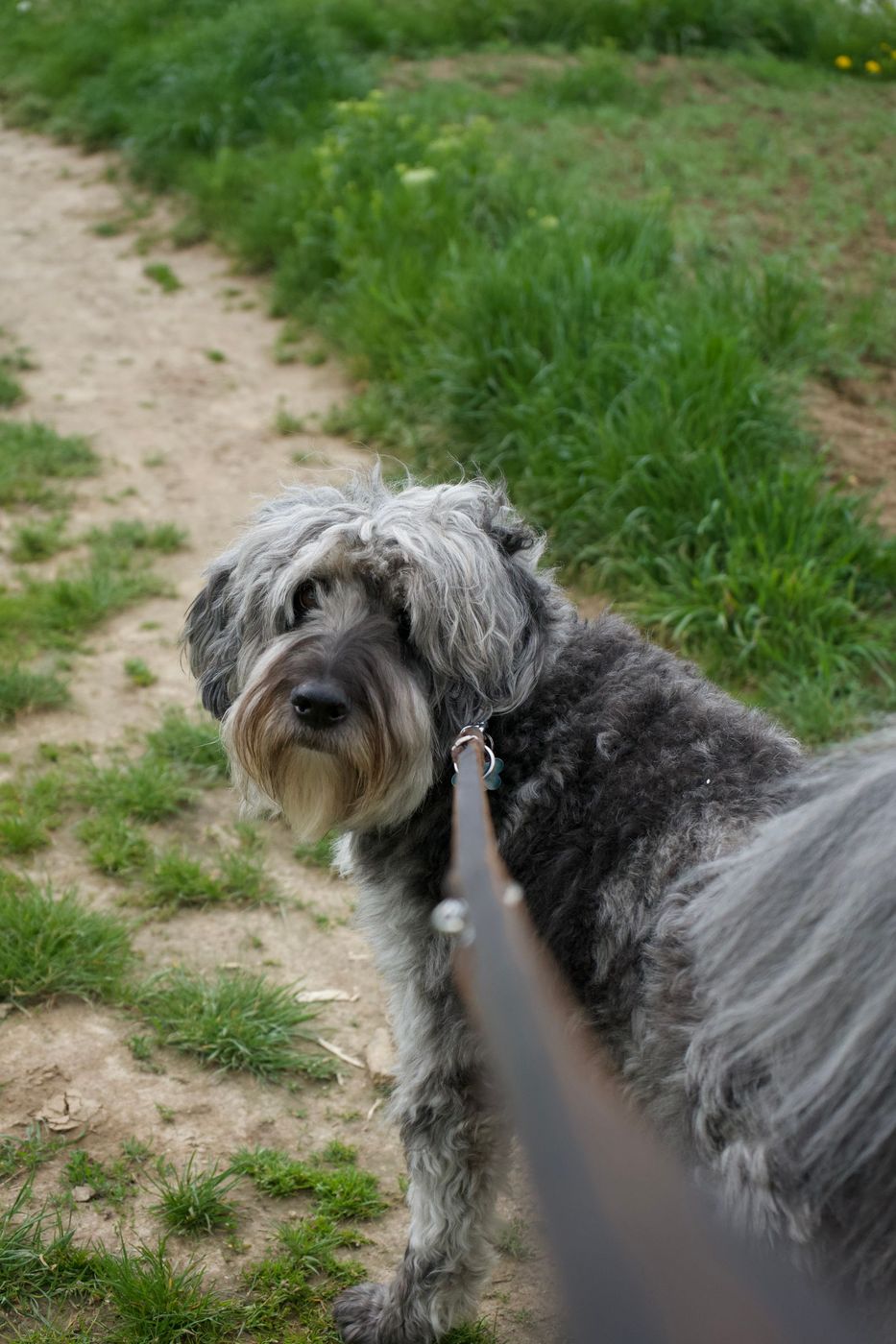 A grey scruffy dog on a lead on a hillside path