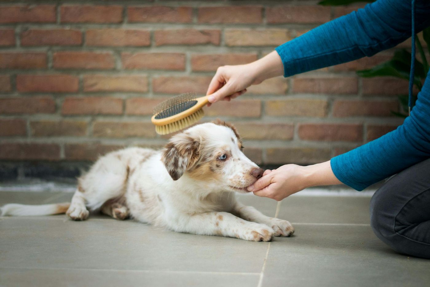 Hand brushing a spotted puppy on a paved patio