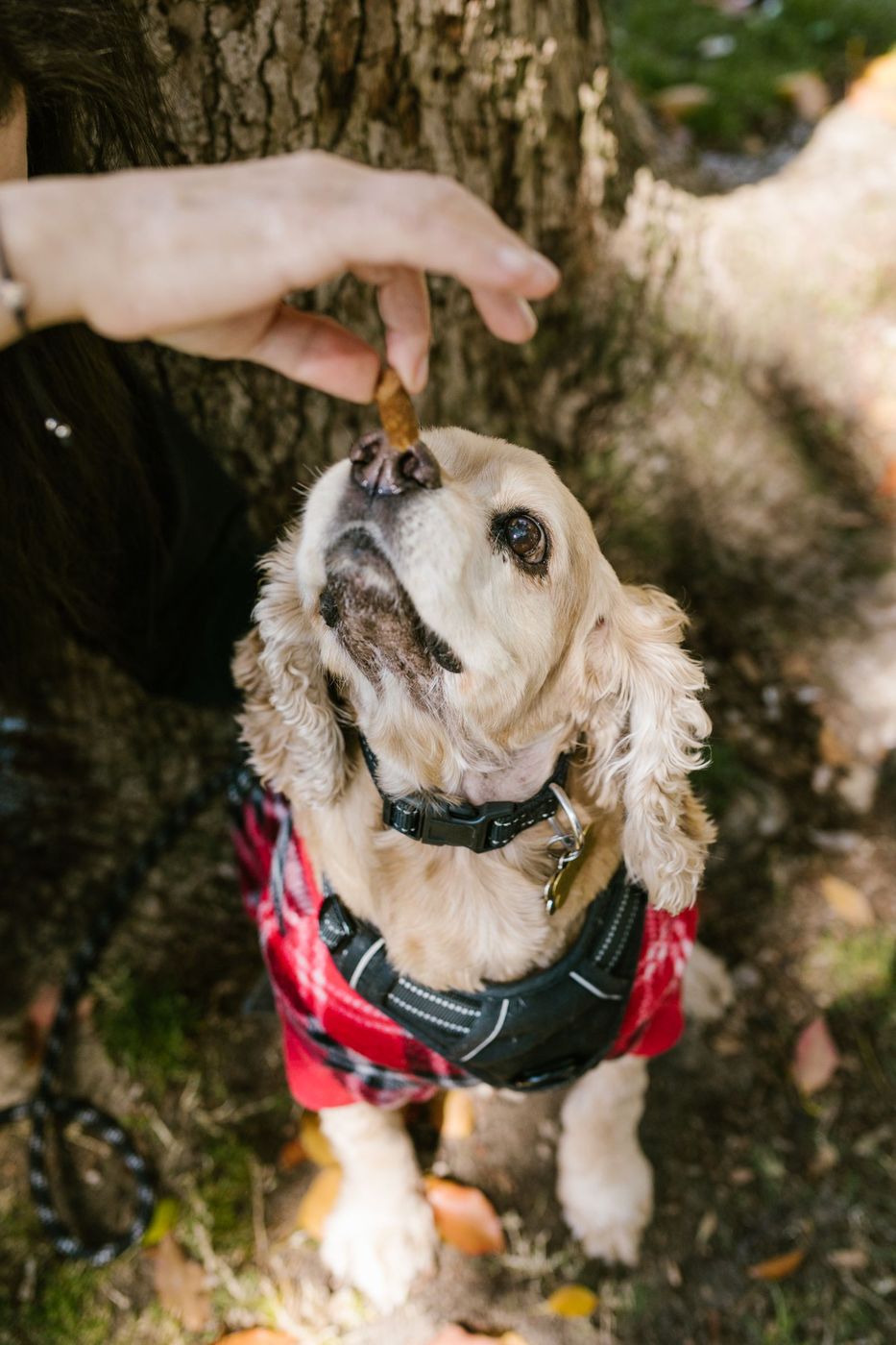 Older cocker spaniel in a plaid coat