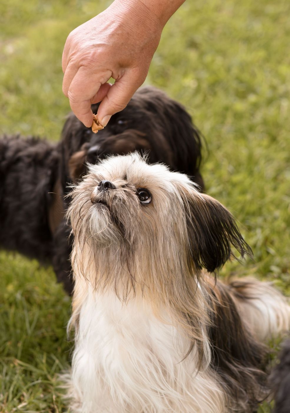 Small shaggy dog looking up at a treat