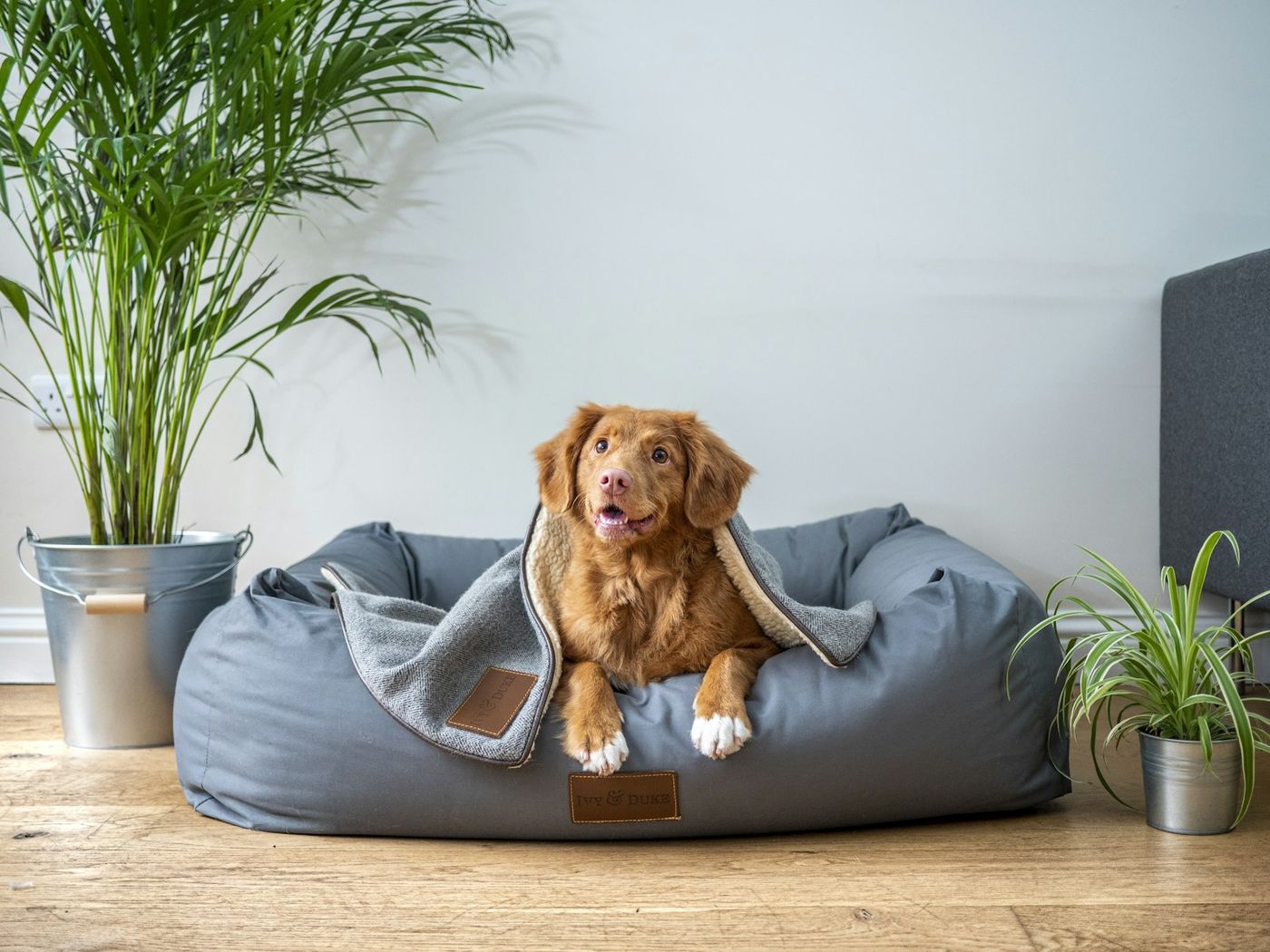 Retriever resting in a cosy dog bed beside a houseplant