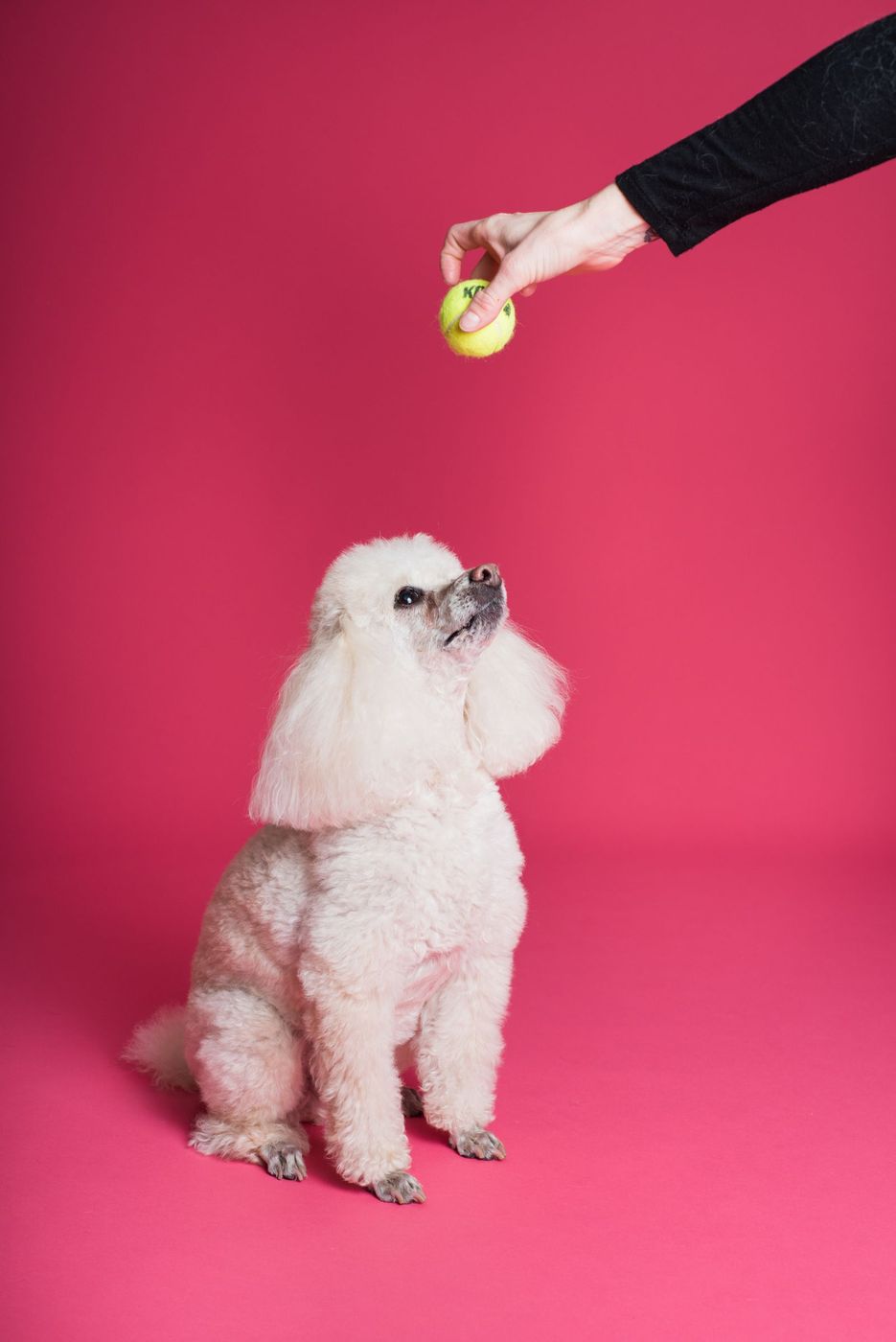 White poodle sitting for a tennis ball treat on a pink backdrop